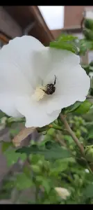 Jacquelien 05 Ondersteboven